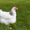 Sussex blanche herminée - la poule