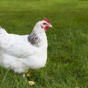 Sussex blanche herminée - la poule