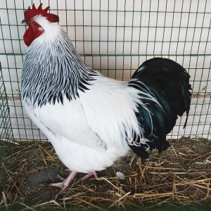 Sussex blanche herminée noire - la poule