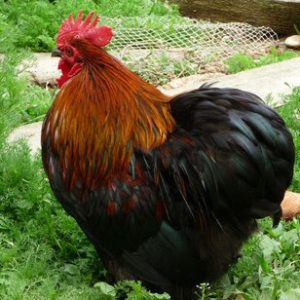 Bantam de Pékin coq