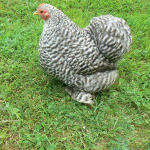 Bantam Pékin occulté