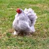 Bantam de Pékin Gris