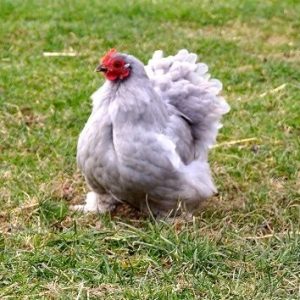 Poulet goliath