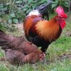 poule local